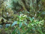 Baccharis flexuosiramosa (10)