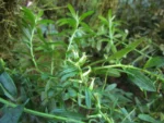 Baccharis flexuosiramosa (7)