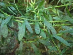 Baccharis flexuosiramosa (1)