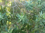 Baccharis erioclada (12)