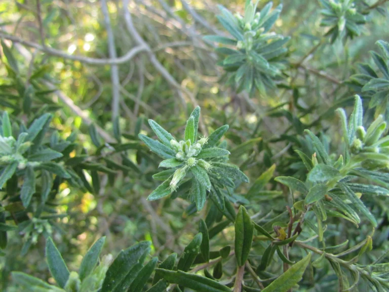Baccharis erioclada (12)