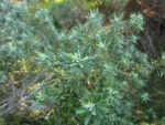 Baccharis erioclada (9)