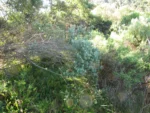 Baccharis erioclada (1)