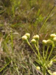 Baccharis erigeroides (10)