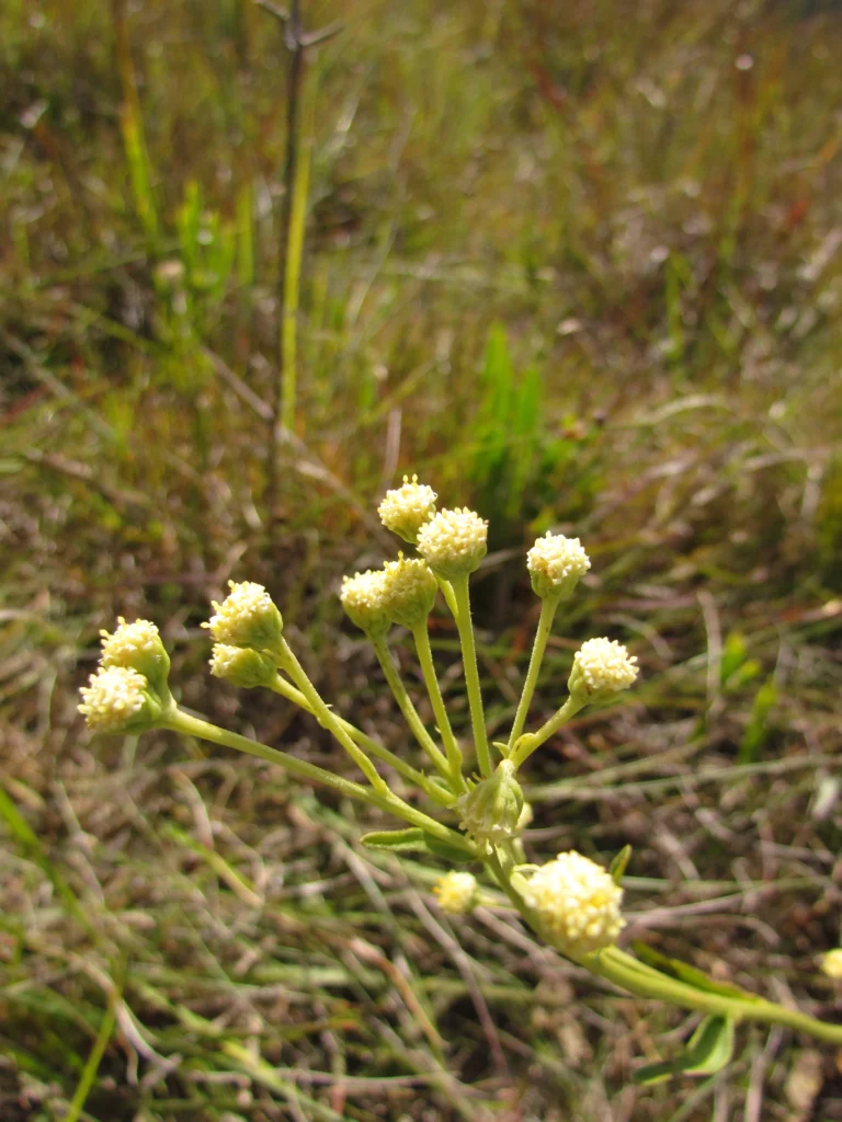 Baccharis erigeroides (11)