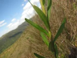 Baccharis erigeroides (6)