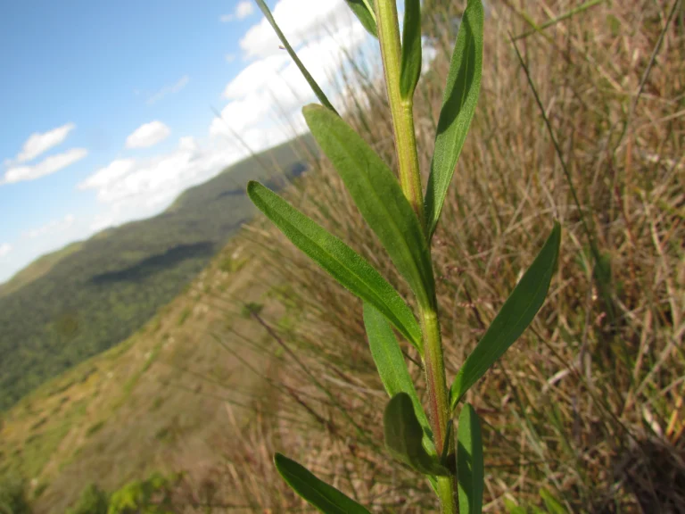 Baccharis erigeroides (7)