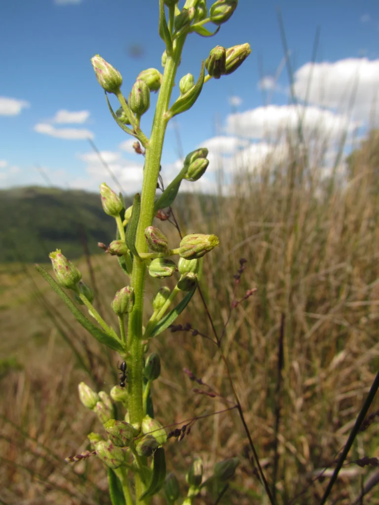Baccharis erigeroides (3)
