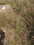 Baccharis erigeroides (1)