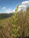 Baccharis erigeroides (2)