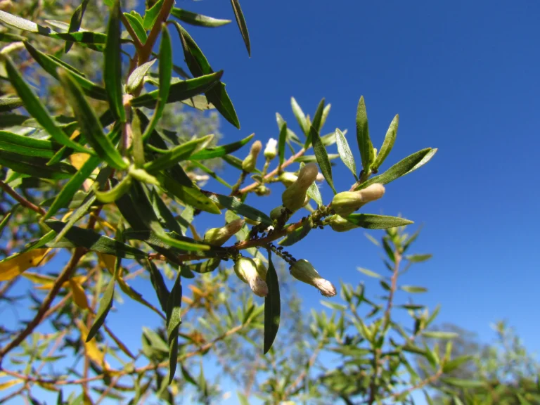 Baccharis dracunculifolia (22)