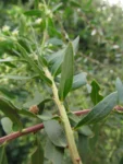 Baccharis dracunculifolia (19)