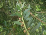 Baccharis dracunculifolia (16)