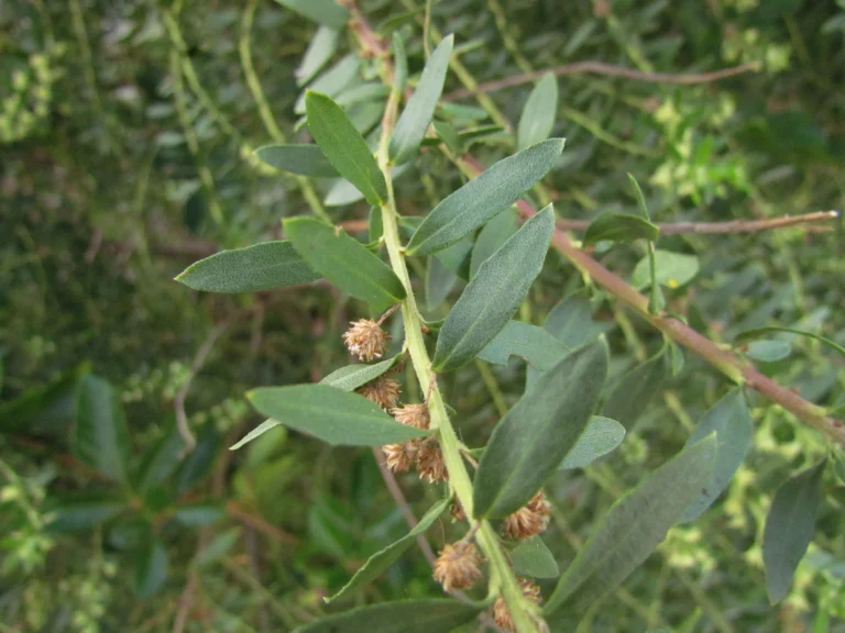 Baccharis dracunculifolia (16)