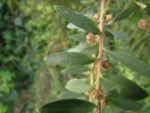 Baccharis dracunculifolia (17)