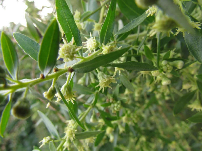 Baccharis dracunculifolia (14)
