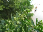 Baccharis dracunculifolia (15)