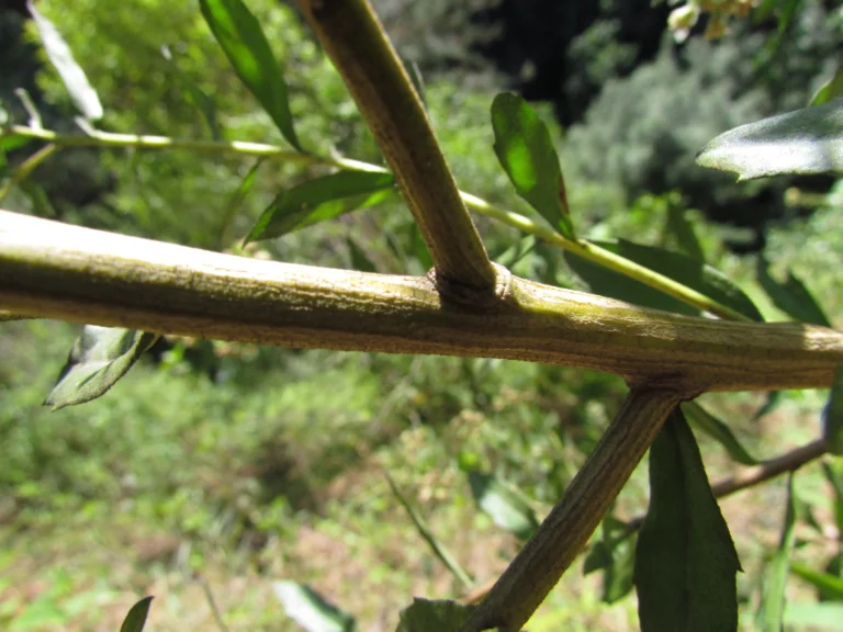 Baccharis dracunculifolia (7)