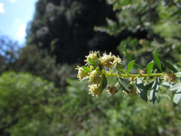 Baccharis dracunculifolia (4)