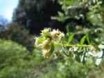 Baccharis dracunculifolia (5)