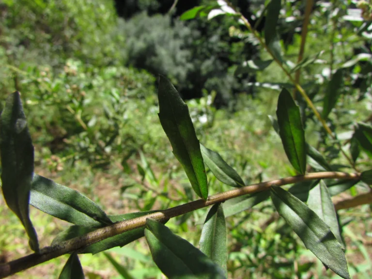 Baccharis dracunculifolia (6)