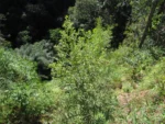 Baccharis dracunculifolia (1)