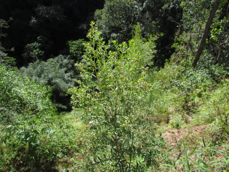 Baccharis dracunculifolia (1)