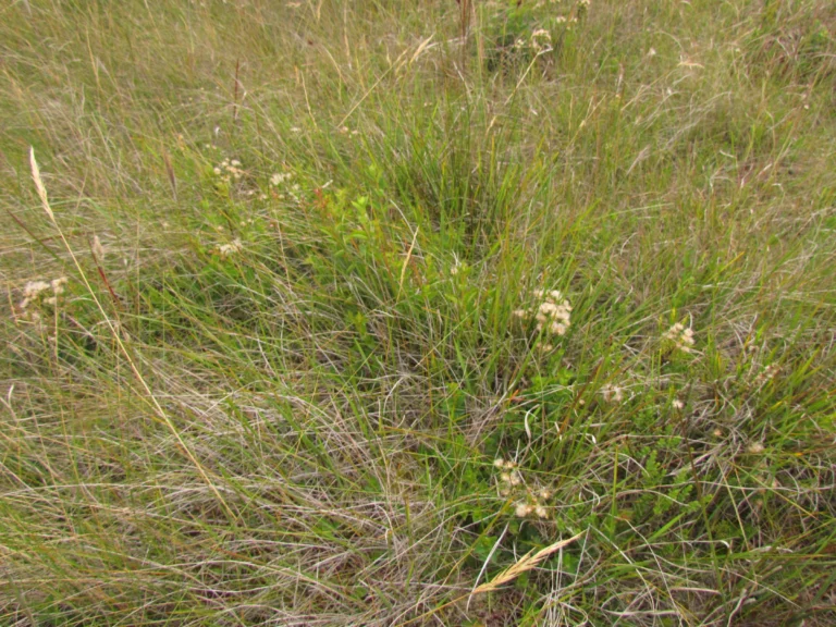 Baccharis deblei (7)