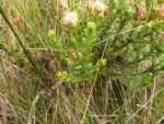 Baccharis deblei (5)