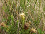 Baccharis deblei (6)