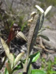 Baccharis curytibensis (13)