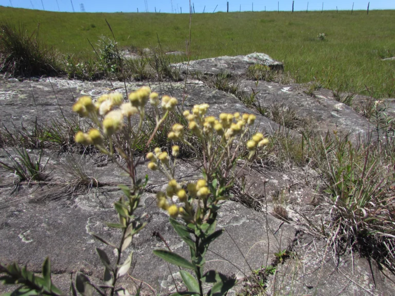 Baccharis curytibensis (4)