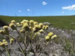Baccharis curytibensis (5)