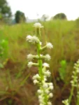 Baccharis crispa (32)