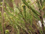 Baccharis crispa (26)