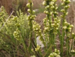 Baccharis crispa (23)