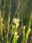 Baccharis crispa (21)