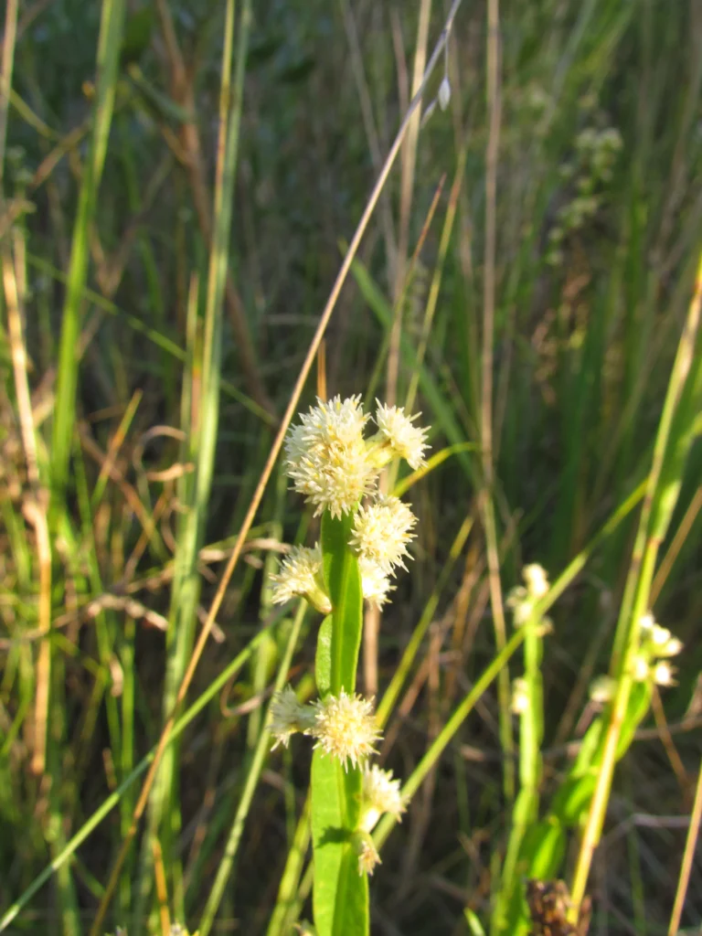 Baccharis crispa (21)