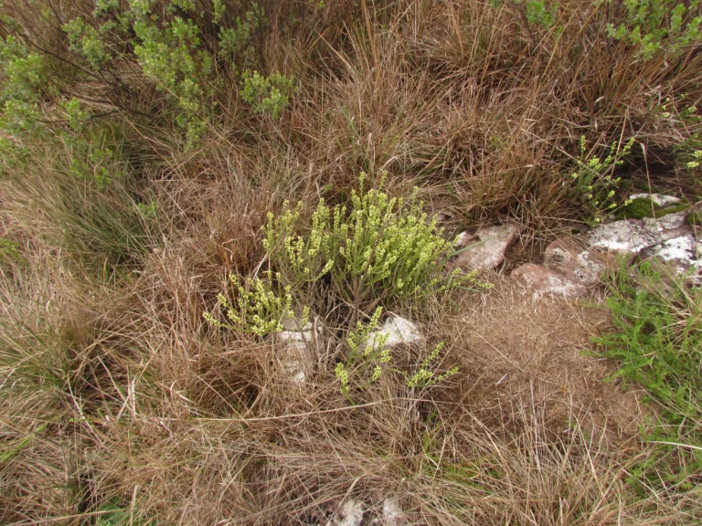 Baccharis crispa (22)