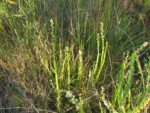 Baccharis crispa (17)
