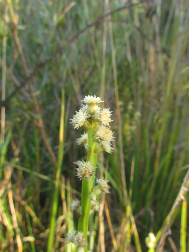 Baccharis crispa (18)