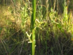 Baccharis crispa (11)