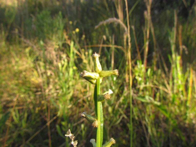 Baccharis crispa (12)