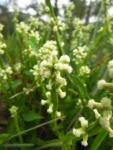 Baccharis crispa (4)