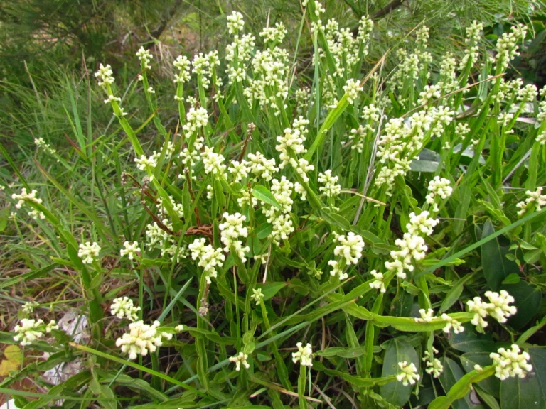 Baccharis crispa (2)