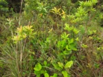 Baccharis conyzoides (18)