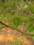 Baccharis conyzoides (17)