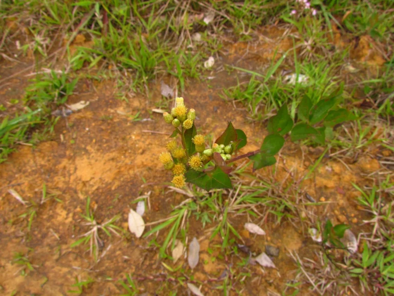 Baccharis conyzoides (14)