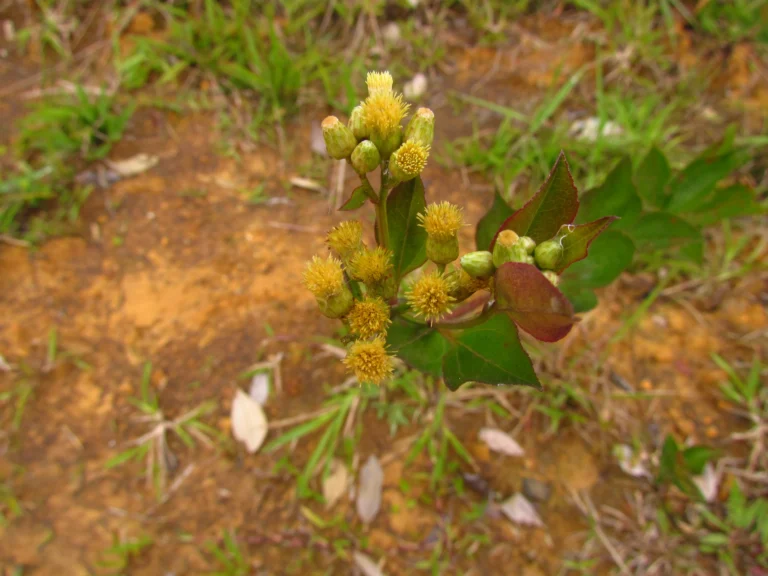 Baccharis conyzoides (15)