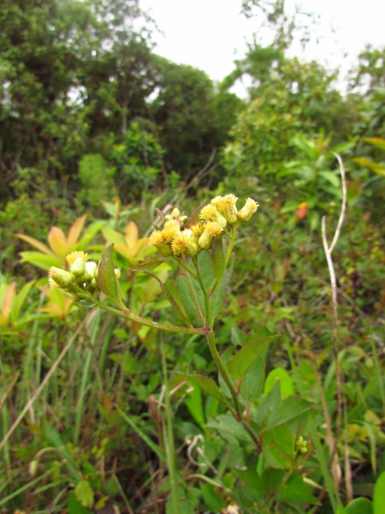 Baccharis conyzoides (11)